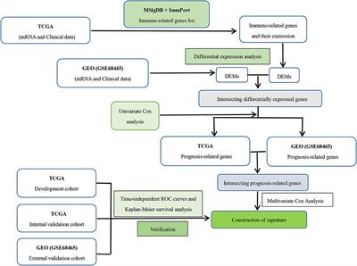 A Prognostic Nomogram Combining Immune-Related Gene Signature and Clinical Factors Predicts Survival in Patients With Lung Adenocarcinoma